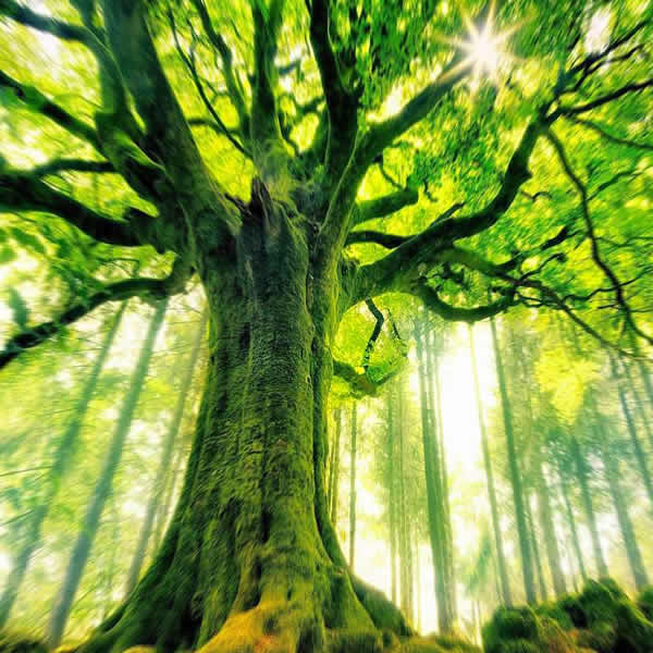 modello